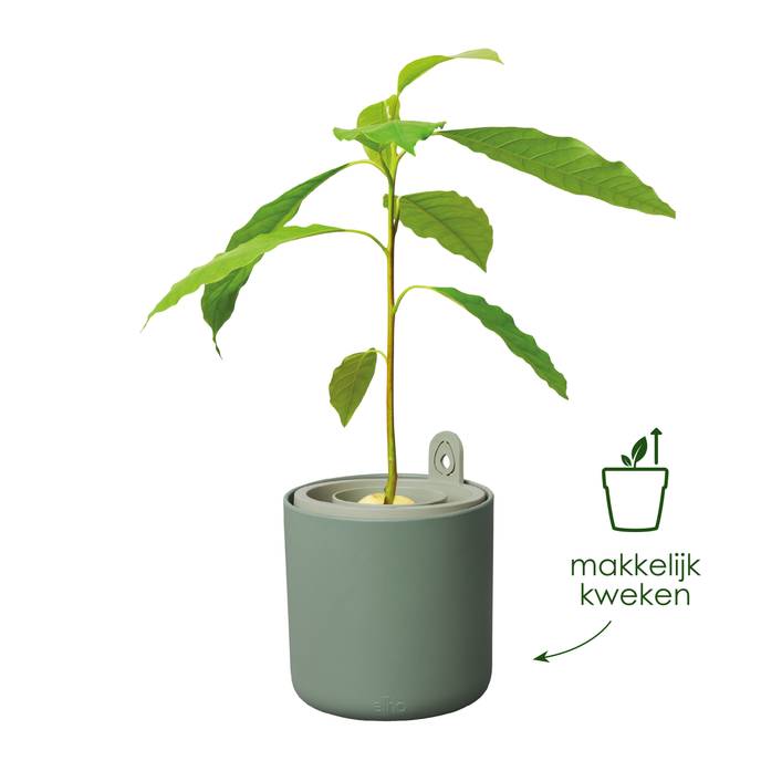 amazing avocado pot blad groen